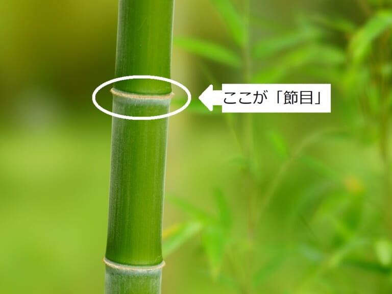 祝入学!祝進級! | 早稲田スクール・東進衛星予備校【公式】熊本の大学受験予備校